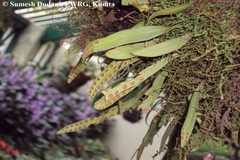 Pleopeltis macrocarpa